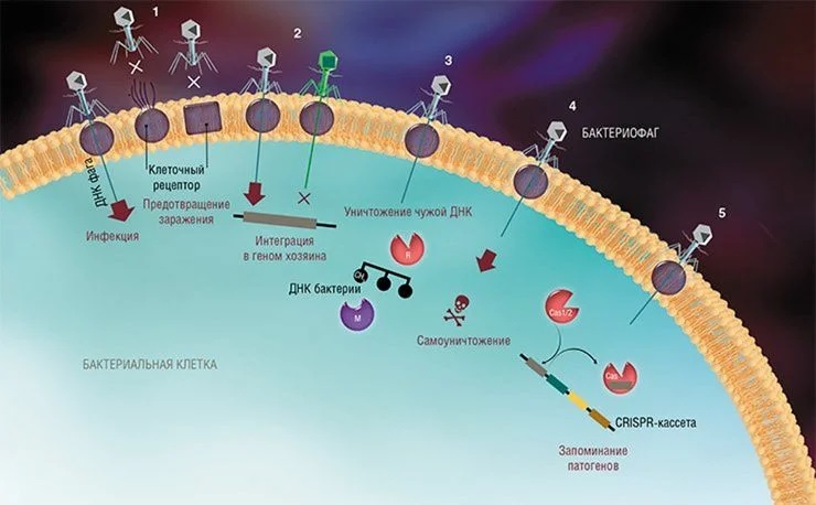 В борьбе с вирусами бактерии используют разные стратегии: изменение своих поверхностных рецепторов (1); исключение суперинфекции (множественного заражения) (2); разрушение всей «чужой» неметилированной ДНК с помощью систем рестрикции-модификации (3); «самоубийство» клетки (4); системы CRISPR-Cas, основанные на «запоминании» патогенов (5)