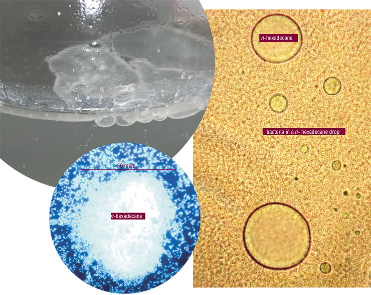 After four days of Pseudomonas fermentation in the medium with hexadecane their biomass grew to 3•10⁹ cells/ml. With the help of microscopic analysis it can be seen how the bacteria adhesise (adhere) to the surface of carbohydrate drops. Light microscopy (at the right) and epifluorescent microscopy (on the left)