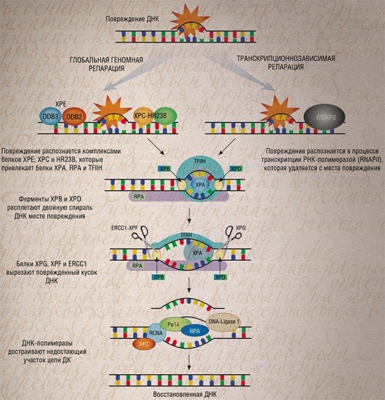 Повреждения ДНК, вызванные присоединением токсинов, обычно удаляются из генома под действием специального клеточного механизма – эксцизионной репарации нуклеотидов, в котором различают две ветви: глобальную геномную репарацию и транскрипционнозависимую репарацию. Первая может исправлять повреждения в любой точке ДНК, а транскрипционнозависимая – только в генах, с которых читается матричная РНК, т. е. идет процесс транскрипции. По: (Batty & Wood, 2000)