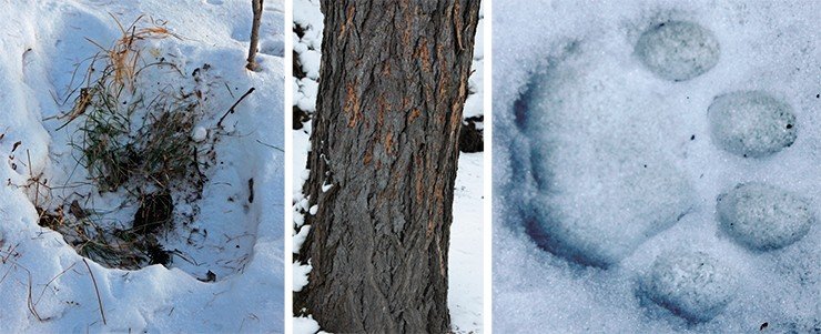 Из-за скрытности и малочисленности снежного барса его присутствие в конкретных местообитаниях определяется прежде всего по наличию следов жизнедеятельности: поскребам, экскрементам, мочевым точкам и задирам на деревьях (слева) и, конечно, отпечаткам следов