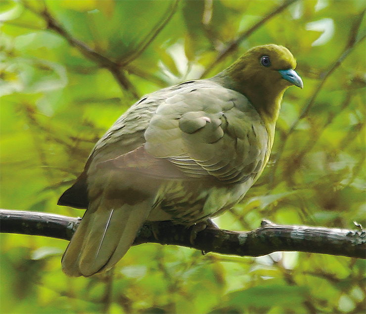 The white-bellied pigeon (Treron sieboldii) is the only member of the green pigeon subfamily native to Russia. It is a resident, albeit elusive inhabitant of the Kunashir and the Shikotan, easy to recognize by its melodious song. It lives in mixed and deciduous forests and feeds primarily on berries. Photo: I. Byshnev