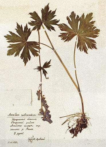 Aconitum rubicundum. Борец красноватый