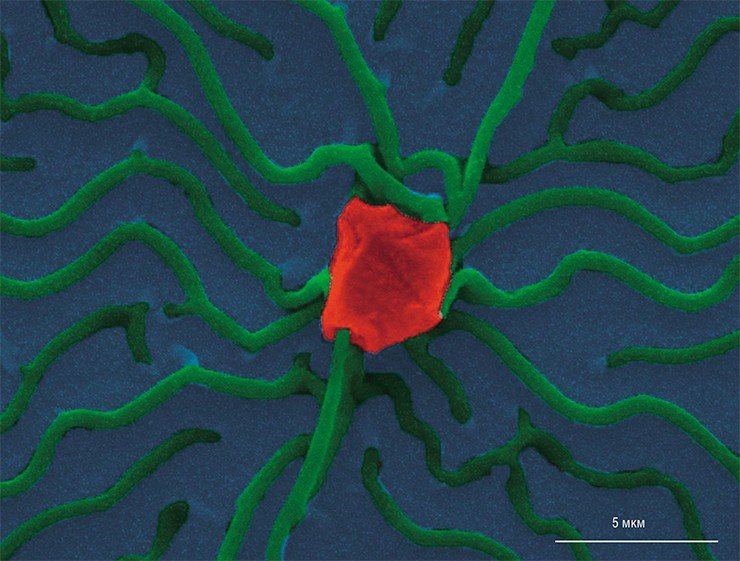 На представленной фотографии, полученной с помощью сканирующего электронного микроскопа – массив наноструктур из оксида цинка, синтезированный с помощью низкотемпературно гидротермальной реакции. Однако при неоптимальных условиях такая структура вместо ожидаемой формы становится похожа на цветок