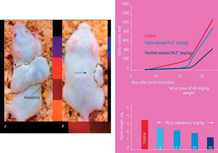 The apoptotic properties of RL2 protein have been tested in the laboratory mice with malignant HA-1 hepatoma subcutaneously inoculated in the shoulder area. On day 15 after tumor inoculation, the tumor volume in the animals without treatment was no less than 10 mm3 (a). As for the animals injected with RL2 daily (b), the tumor growth was noticeably suppressed in a dose-dependent manner (right)