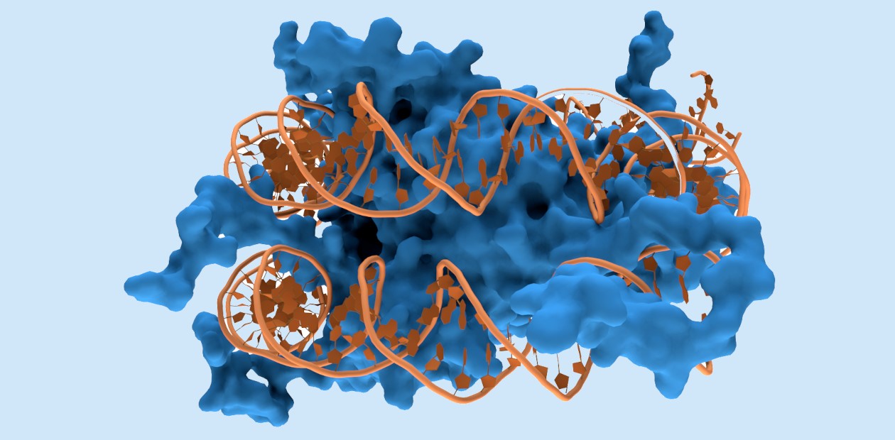 Взаимодействие ДНК (оранжевым цветом) с белками-гистонами (синим цветом), аминокислоты которых связываются с фосфатными группами ДНК. © CC BY-SA 3.0/Thomas Splettstoesser