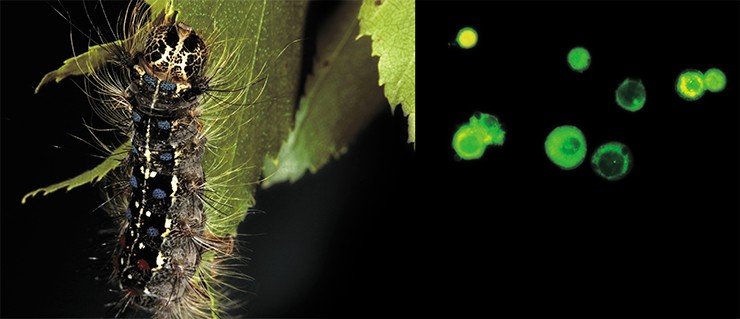 Гемоциты гусеницы непарного шелкопряда (Lymantria dispar), опасного вредителя многих древесных пород. Гемоциты окрашены флюоресцирующим красителем – хлортетрациклином, причем уровень его свечения коррелирует с метаболической активностью клеток