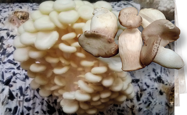 Yellow oyster mushroom (Pleurotus citrinopileatus) growing on sunflower seed hulls, and large solitary fruibodies of the Blue oyster (Pleurotus eryngii), a species native to the Mediterranean region