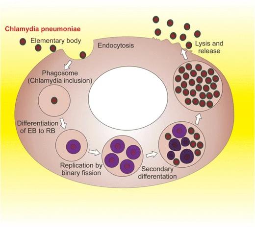 Хламидии как внутриклеточный паразит обладают уникальным двухфазным жизненным циклом, в котором чередуются две морфологические формы: элементарное тельце (EB) и ретикулярное тельце (RB). EB метаболически неактивны и какое-то время могут выжить во внешней среде. После проникновения в клетку они превращаются в метаболически активные RB, способные размножаться. Новые бактерии вновь превращаются в элементарные тельца, которые высвобождаются из зараженных клеток, зачастую вызывая их гибель 