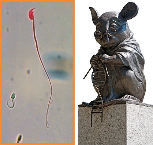 Репродуктивная биология полна парадоксов: сперматозоид домовой мыши (справа) представляется монстром по сравнению со сперматозоидом домашней кошки (слева). При этом вес кота составляет несколько килограмм, а самца мыши – всего несколько десятков граммов… На уникальном памятнике самому знаменитому лабораторному животному, поставленном в 2013 г. рядом с SPF-виварием ИЦиГ СО РАН, бронзовая лабораторная мышь, подобно богине судьбы, вяжет двойную «нить» ДНК, основу генетического кода жизни. Автор и художник А. Харкевич. Скульптор А. Агриколянский