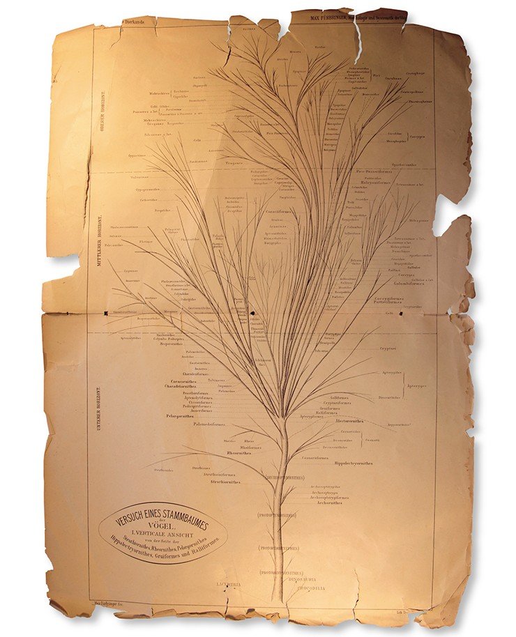 Так выглядело одно из первых филогенетических деревьев птиц, предложенное немецким ученым М. Фюрбрингером на основе тщательного изучения их сравнительной анатомии. По: (Fürbringer, 1888)