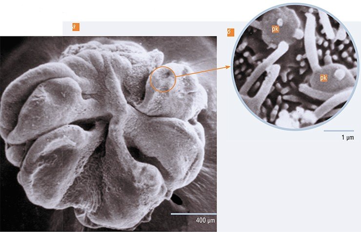 В отличие от человека, у рыб обонятельные клетки локализованы в специальном, похожем на цветок органе – обонятельной «розетке», собранной из 5—6 отдельных лепестков. На фото – обонятельная «розетка» желтокрылой широколобки (C. grewingkii); а – общий вид, б – увеличенный фрагмент эпителия с вершинами рецепторных клеток (pk) жгутикового типа. Электронная микроскопия