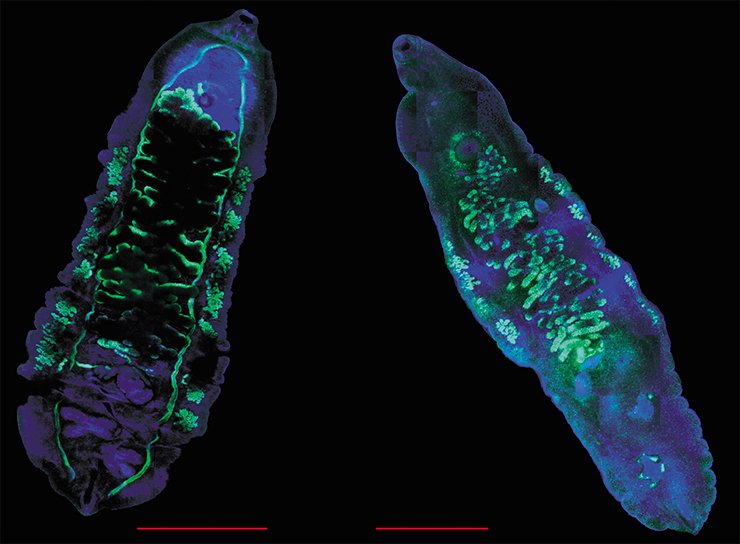 These two species of parasitic trematodes, O. viverrini (left) and O. felineus (right), are the major opisthorchiasis agents. The adult individuals parasitize the liver and bile ducts of infected persons. Laser scanning microscopy