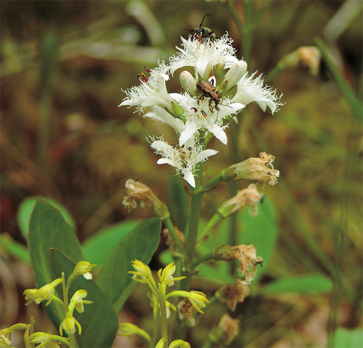 The bogbean (Menyanthes trifoliatа) is a typical component of herbaceous communities of mires, swamps and fens. It is a good melliferous plant and is readily consumed by reindeer. It is used as a bitter in medicine to treat low stomach acidity. Photo by the author