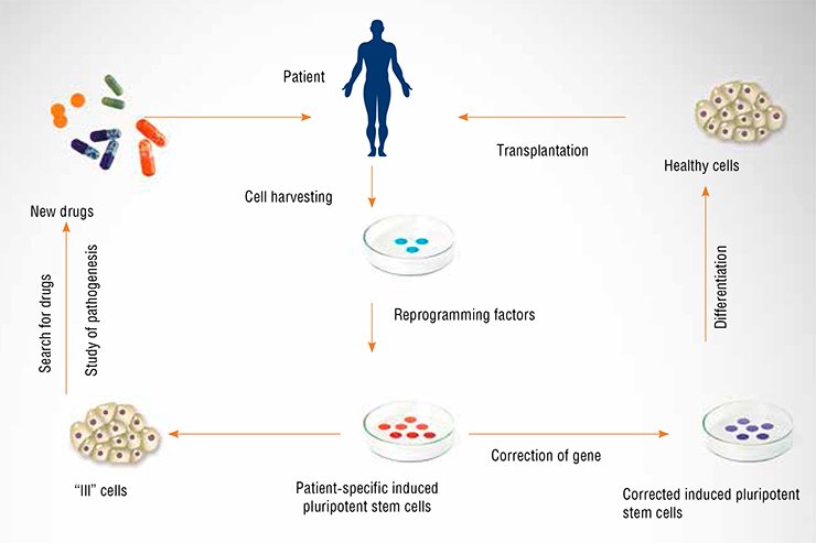 The new paradigm for treating infectious and hereditary diseases is based on the ability to convert almost any cell of the body into pluripotent cells, competent to develop into any cell type of an adult organism. State-of-the-art molecular genetic technologies open up prospects for real personalized medicine and give almost unlimited possibilities to design efficient and safe drugs