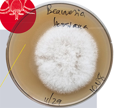 Энтомопатогенный гриб Bauveria bassiana, растущий в культуре на среде из агара. Bauveria bassiana планируется использовать как основу препаратов для контроля за популяциями иксодовых клещей. Public domain