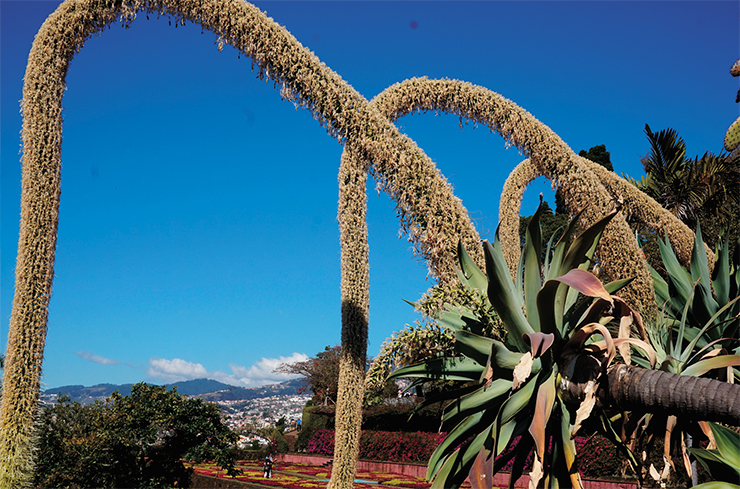 Эти футуристические «скульптуры» – отцветшие соцветия мексиканской агавы. На Мадейре успешно интродуцированы три вида агав