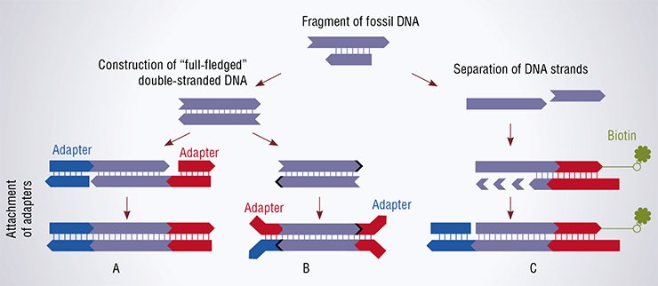 There are two traditional methods used when preparing samples for sequencing DNA (DNA “libraries”) from fossils. The first was elaborated by 454 Life Sciences (A) and the second, by Illumina (B). Matthias Meyer (Max Planck Institute for Evolutionary Anthropology, Leipzig, Germany) proposed a new, more efficient technique (C), which has been applied to sequence the fossil DNA of an individual from the Denisova Cave. (According to Meyer et al., 2012)