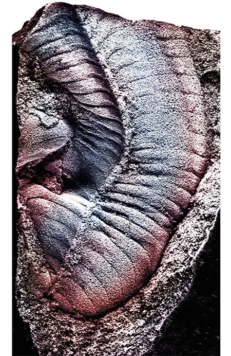 Отпечаток мягкотелой инкрыловии (Inkrylovia lata Fedonkin) из вендских отложений. Беломорье, 560 млн лет. Фото М. Федонкина