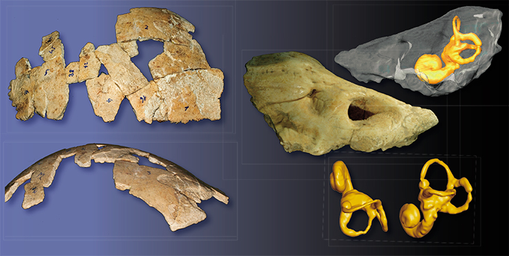 Реконструированная часть черепа (слева). Фрагмент височной кости (справа). Томографическая реконструкция внутреннего лабиринта ушной кости