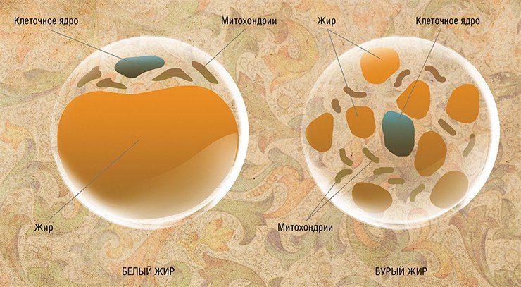 Адипоциты — клетки жировой ткани: белой и бурой. Название происходит от лат. adeps (жир) и греч. kytos (полый пузырек). В этом смысле наиболее показательны клетки белого жира, где почти все внутриклеточное пространство занято большим жировым пузырьком. В клетках метаболически активной бурой жировой ткани содержится много митохондрий (клеточных энергетических «фабрик»), а «топливо» для них – жир – распределено в клеточной цитоплазме равномерно