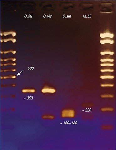 Среди методов диагностики трематодозов сегодня наиболее точной является ДНК-диагностика. В ИЦиГ СО РАН на основе ряда генетических маркеров уже разработаны наборы для дифференциальной ПЦР*-диагностики возбудителей болезни. На изображении – результаты электрофоретического разделения в агарозном геле продуктов ПЦР, полученных при амплификации ДНК четырех эпидемиологически значимых видов описторхид: О. felineus, О. viverrini, С. sinensis и M. bilis. Цифрами указана молекулярная масса фрагментов. *ПЦР – полимеразная цепная реакция, позволяющая получить большое число копий исходного фрагмента ДНК