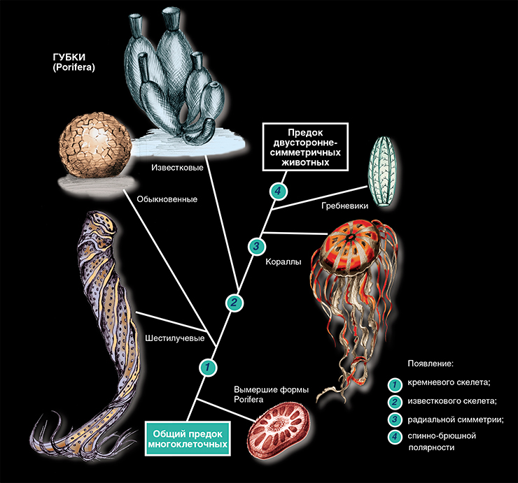 Филогенетическое древо губок Тип Porifera является первой таксономической группой, отделившейся от общего ствола многоклеточных животных (Müller, 2001). Все классы Porifera являются, по сути, живыми ископаемыми, а также уникальными объектами для молекулярно-биологических исследований