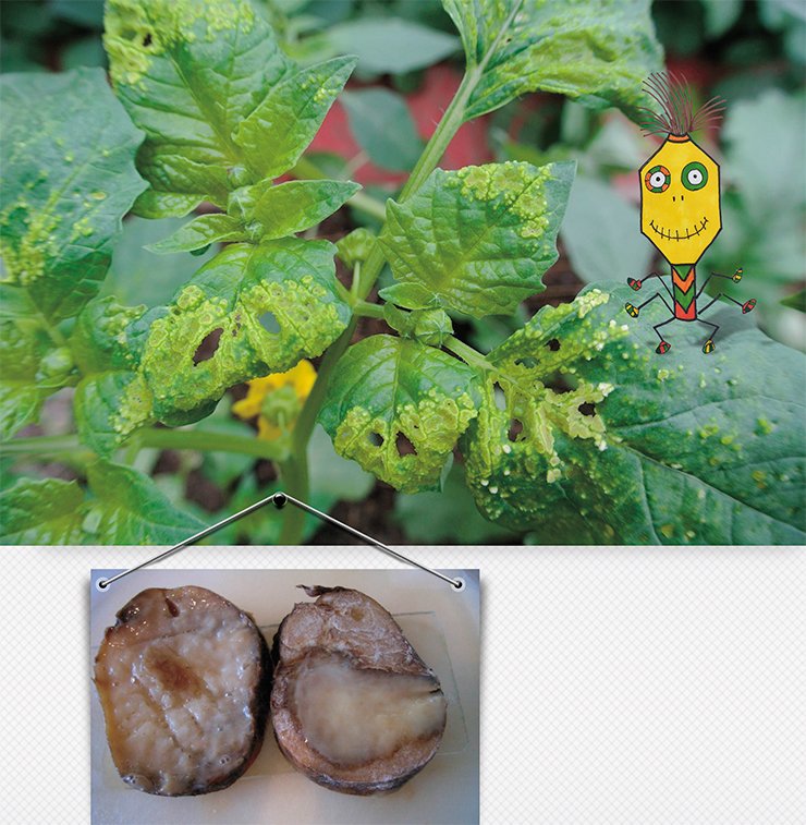 The universally popular potatoes are prone to a wide range of bacterial diseases. Above: potatoes affected by blackleg, which is caused by the bacterium Dickeya solani; bottom: tubers affected by soft rot, which is caused by the bacterium Pectobacterium carotovorum subsp. carotovorum