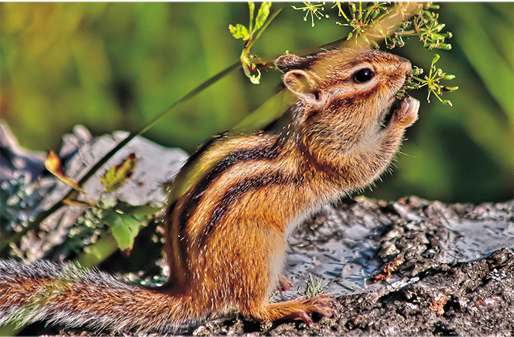 The Siberian chipmunk (Eutamias sibiricus) is the only Eurasian representative of the genus. It is common in the taiga zone and truly omnivorous – its diet includes seeds of trees and herbs, including sedges, young sprouts, berries, insects, mushrooms and lichens. Photo: V. Blinova