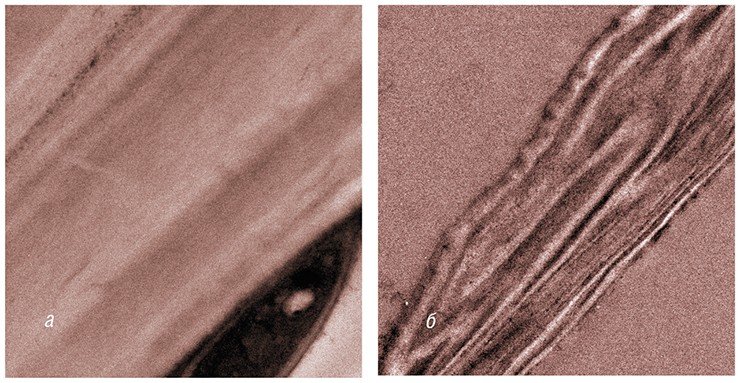 Супрамолекулярная структура растительной клеточной стенки представлена упорядоченным набором слоев, обогащенных целлюлозой (светлые слои) и лигнином (темные электроноплотные слои) (а). После механической активации слои смещаются и деформируются (б). Это приводит к аморфизации целлюлозных кристаллитов согласно теории деформации полимеров (Casale & Porter, 1979) и повышает эффективность гидролиза целлюлозы. Просвечивающая электронная микроскопия. Фото Е. Рябчиковой (ИХБФМ СО РАН)