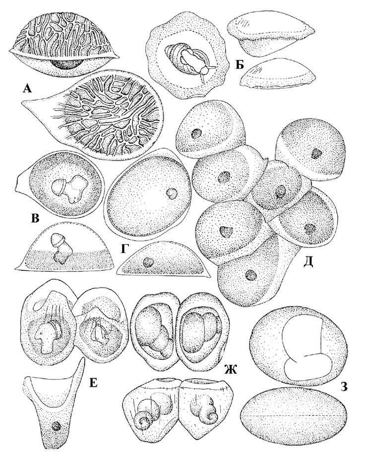 Яйца байкалиид: А – Maackia bythiniopsis; Б – Teratobaikalia ciliate; В – Pseudobaikalia zachwatkini; Г – Liobaicalia stiedae; Д – Parabaikalia oviformis; Е – Baicalia turriformis; Ж – B. dybowskiana; З – Teratobaikalia macrostoma  (Sitnikova et al., 2001)