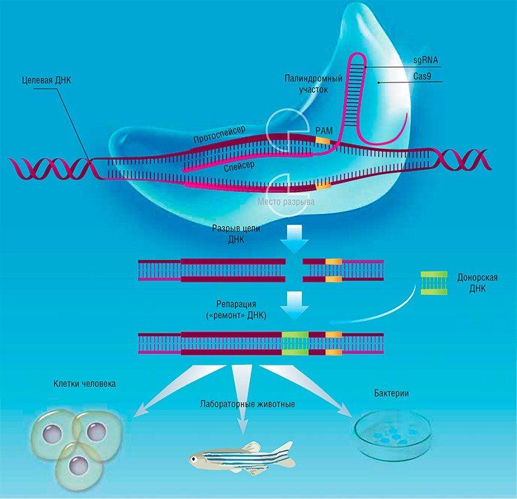 Искусственная система редактирования геномов CRISPR/Cas создана по образу и подобию иммунной системы бактерий, направленной против ДНК бактериофагов. Система состоит из двух основных частей: некодирующей РНК (sgRNA) и белков-ферментов нуклеаз CAS. sgRNA с помощью Cas-белков присоединяется к протоспейсеру – комплементарному участку целевой ДНК. В месте посадки спейсера нуклеаза разрезает цепь ДНК-мишени. При репарации в место разреза возможно встроить любую донорскую молекулу ДНК 