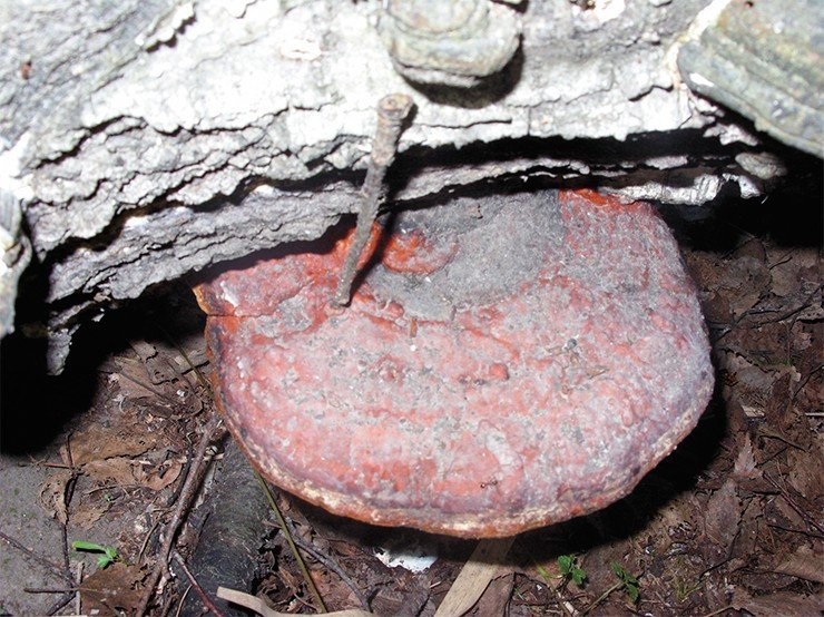 Трутовик окаймленный или сосновый (Fomitopsis pinicola) относится к дереворазрушающим грибам. Используется в народной медицине. По: (Теплякова, 2010)