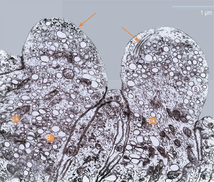 Рецепторные клетки (pk) желтокрылой широколобки в период нереста, в фазу дендритной нейросекреции. Реснички (отмечены стрелками) локализуются внутри дендритов. Видны многочисленные везикулы (В), которые транспортируются к вершине клетки, где встраиваются в мембрану, выделяя содержимое в обонятельную слизь