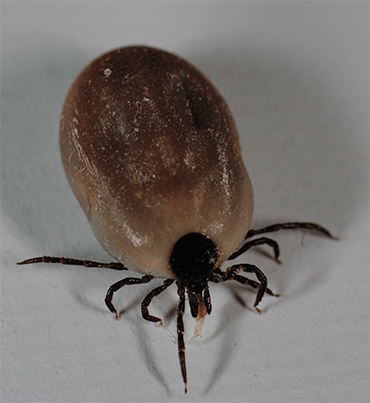 During feeding, the body mass of ixodid ticks increases by one or two orders of magnitude. © CC BY3.0, photo by Thomas Zimmermann