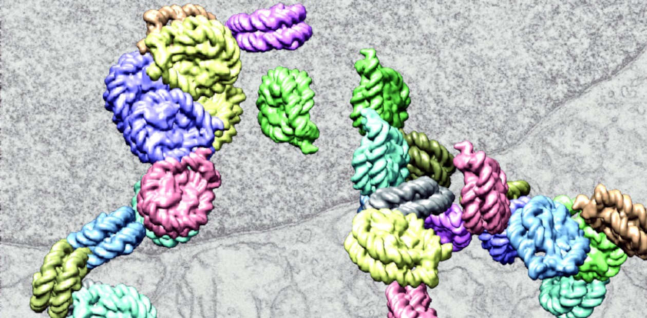 Взаимодействующие цепи хроматина размером от 5 до 24 нм в ядре клетки. Электронная микрофотография. © CC BY-NC 2.0/Horng Ou, Sebastien Phan, Mark Ellisman, Clodagh O’Shea, Salk Institute, La Jolla, CA