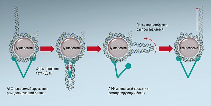 Отрывая от нуклеосомы петлю ДНК, хроматин-ремоделирующий белок обеспечивает изменение пространственного расположения нуклеосомы