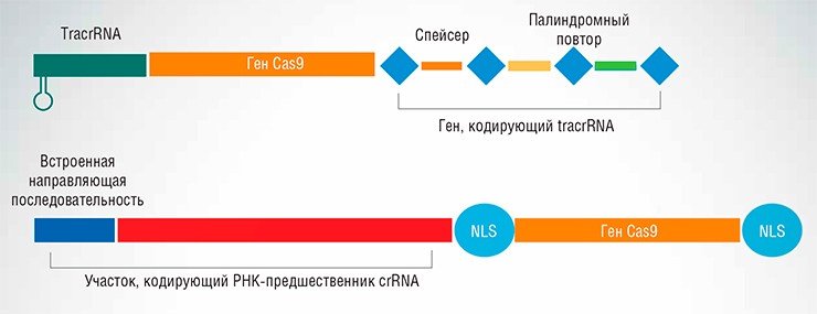 Природная защитная система CRISPR/Cas типа II-А бактерии Streptococcus pyogenes, состоит из трех генов (вверху). Созданная на ее основе упрощенная искусственная генетическая конструкция состоит всего из двух генов, в том числе гена, кодирующего одну направляющую РНК, способную опознавать целевой участок ДНК (внизу). В конструкцию также встроен ген NLS, кодирующий сигнал ядерной локализации – белок, обеспечивающий поступление конструкции в ядро клетки