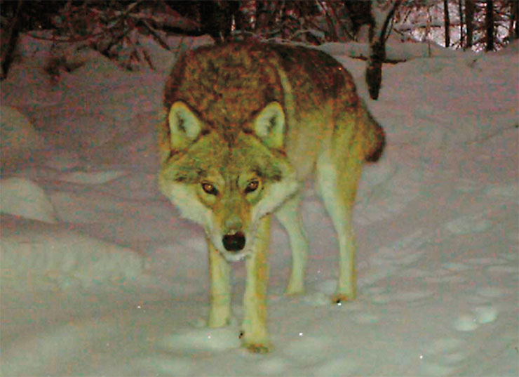 An adult alpha male wolf (Canis lupus) is the main threat to the nature reserve ungulates, which form the basis of its diet in winter. These smart, tenacious predators gain their strength from the unity of their family-based packs, allowing them to take down large prey and protect their territory from other wolves. Photo by E. Strelnikov