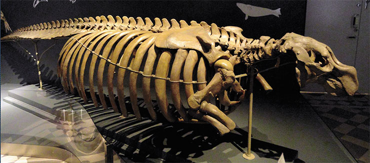 Sea cow, or Steller’s cow (Hydrodamalis gigas), is an extinct marine mammal in the sirenian order, which lived near the Commander Islands. It was discovered in 1741 by Bering’s expedition and described in detail by the naturalist and expedition doctor G. W. Steller. Above: Skeleton of a sea cow in the Museum of Natural History (Helsinki, Finland). Public Domain Dedication
