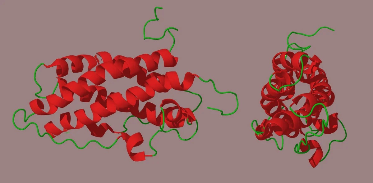 Гормон пролактин. 3D-структура (две проекции). © commons.wikimedia.org