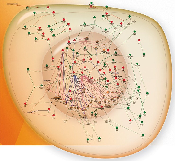 Эта сложнейшая паутина – генная сеть клеточного цикла, представленная в виде графа в системе GeneNet (Ananko et al., 2005) 