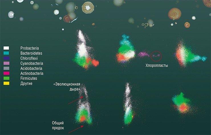 На избранных ортогональных срезах многомерного (13D) эволюционного пространства гена 16S рРНК бактерий, проходящих через геометрический центр, различным цветом показаны основные бактериальные филы. Отмечены предполагаемая «эволюционная дыра» в филе протеобактерий и возможное место локализации общего предка бактерий. По: (Дольник и др. 2012)