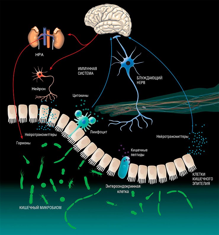 Ось «кишечник–мозг» описывает двустороннее взаимодействие между кишечной микробиотой и центральной нервной системой, включающее эндокринную, иммунную и нервную регуляцию. Эта ось содержит: лимфоциты, зондирующие кишечник и продуцирующие белки-цитокины, действующие на нервную систему; блуждающий нерв, окончания которого могут быть активированы пептидами, производимыми клетками кишечного эпителия; нейротрансмиттеры или их предшественники, выделяемые бактериями, которые могут воздействовать на клетки кишечного эпителия; кортикостероиды, синтезируемые в результате активации гипоталамо-гипофизарно-адреналовой системы (HPA), способные воздействовать на состав микробиоты кишечника; классические нейротрансмиттеры, высвобождающиеся в результате нейрональной активации, которые могут напрямую влиять на микробиоту кишечника. По: (Montiel-Castro et al., 2013); (Власов и др., 2022)