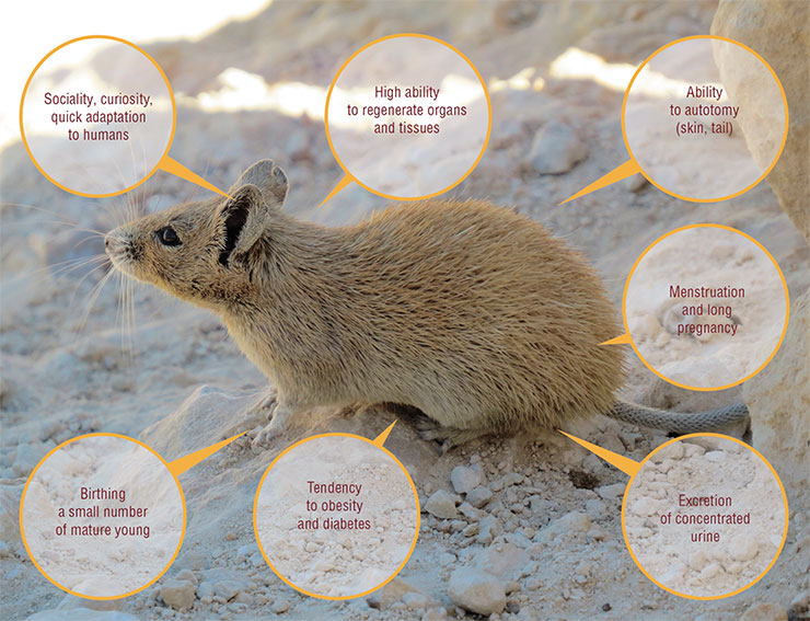 Spiny mice are widely used in scientific research because of several biological features, which are very unusual for rodents yet bring these animals closer to humans. Above is a golden spiny mouse (Acomys russatus). Israel. © CC BY 2.5/alon rozgovits 