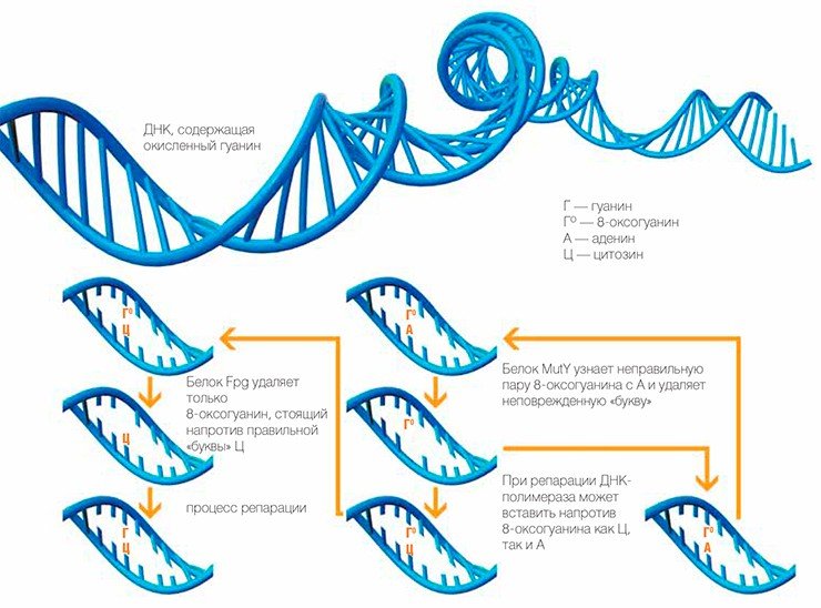 Универсальная схема ремонта поврежденной ДНК Специальные белки Fpg и MutY распознают в цепочке ДНК молекулы окисленного азотистого основания — 8-оксогуанина — и удаляют их, работая в сотрудничестве. Поврежденное место затем восстанавливается на основе принципа комплементарности