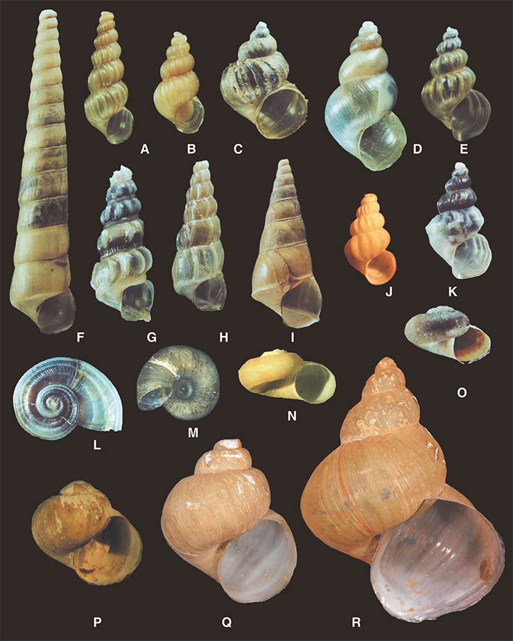 Раковины байкальских брюхоногих эндемичных моллюсков различаются формой, размерами и скульптурой: A – Godlewskia wrzesniowskii; B – Pseudobaikalia pulla tenuicosta; C – Teratobaikalia macrostoma; D – Korotnewia semenkevitschi; E – Maackia herderiana; F – Godlewskia pulchella; G – Baicalia dybowskiana; H – B. carinatocostata; I – B. carinata; J – Pseudobaikalia pusilla; K – Maackia variesculpta; L – Megalovalvata piligera; M – M. baicalensis (вид со стороны пупка); N – M. demersa; O – Choanomphalus maacki; P – Kobeltocochlea olchonensis; Q – Benedictia maxima; R – B. Fragilis. (A–I, K, L, O – фото С. Дидоренко, M – фото К. Nakai, J, N, P–R – фото Т. Ситниковой