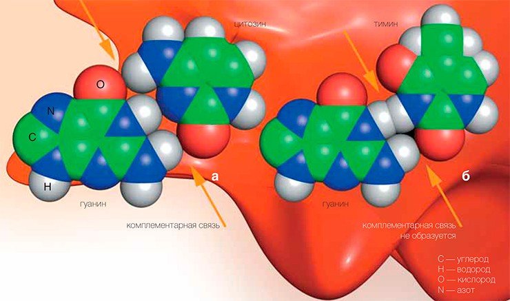 Комплементарность – основа ДНК. Наследственная информация в ДНК записана четырьмя «буквами» – азотистыми основаниями аденином (А), тимином (Т), гуанином (Г) и цитозином (Ц). В двойной спирали ДНК они точно соответствуют друг другу, как вилка и розетка: напротив А всегда стоит Т, а напротив Г — Ц (а). Эти так называемые комплементарные связи образуются благодаря атомам водорода, соединяющим между собой атомы азота и кислорода. Попытки «воткнуть» вилку в не соответствующую ей розетку (например, напротив Г поставить Т) успехом не увенчаются (б)