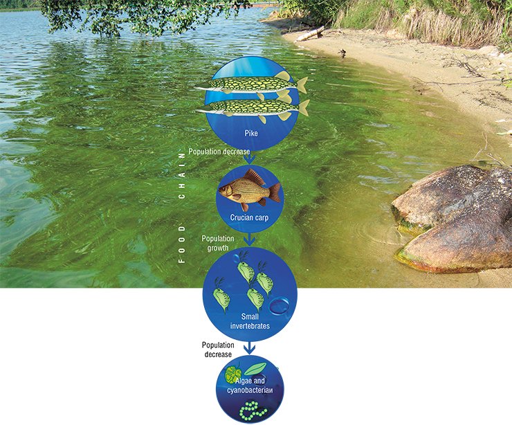 Explosively propagating cyanobacteria, better known as blue-green algae, paint blue-green the “blooming” water of the Kotokel’ Lake. Photo by the courtesy of E. Sorokovikova (Limnological Institute, Siberian Branch, Russian Academy of Sciences, Irkutsk). Manipulating trophic chains in aquatic ecosystems, it is possible to decrease the phytoplankton biomass when a water body starts “blooming”. To attain the effect of a trophic cascade, it is sufficient to increase the population of predators crowning the trophic pyramid. In particular, introduction of the pike into the Bugach Reservoir halved the crucian carp population and eventually arrested the growth of blue-green algae of the genus Microcystis. This allowed for an intensive propagation of the peridinium algae, capable of synthesizing long-chain PUFAs. According to: (Gladyshev et al., 2003, 2004)