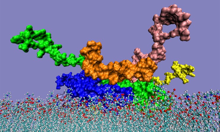 Модель пентамера альфа-синуклеина (мономеры покрашены в разные цвета), взаимодействующего с бета-амилоидом (оранжевый цвет) на клеточной мембране. Такое взаимодействие может способствовать нейродегенерации в случае сочетания болезней Паркинсона и Альцгеймера. © CC BY-NC-SA 2.0. Igor Tsigelny, University of California – San Diego/SDSC/Argonne National Laboratory