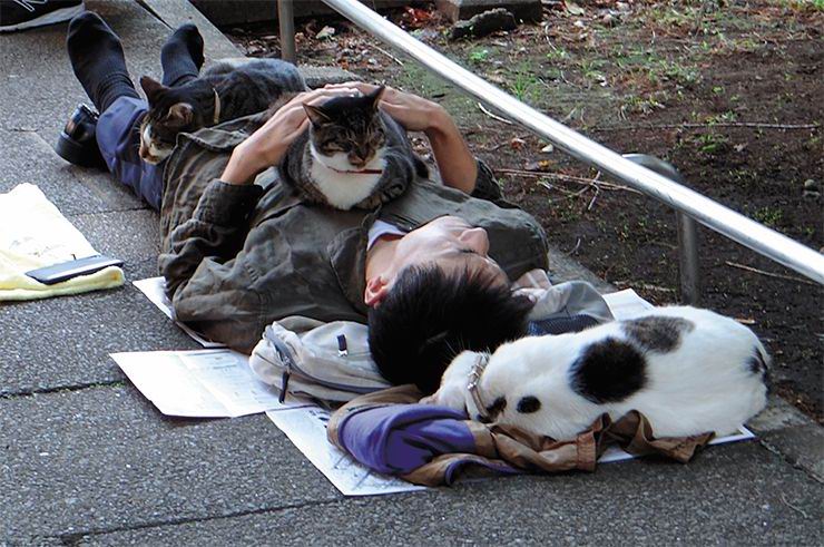 Люди и коты в парке района Икэбукуро, Токио
